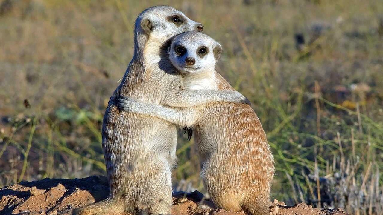 Önos